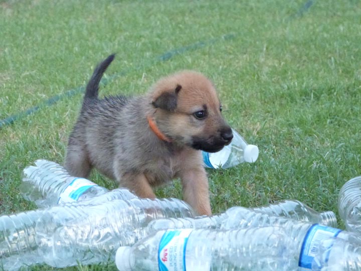 chinook dog